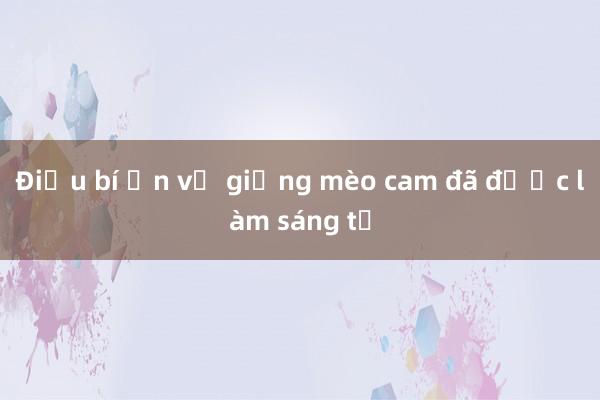 Điều bí ẩn về giống mèo cam đã được làm sáng tỏ